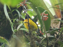 Euphonia anneae