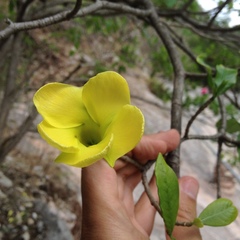 Tabernaemontana tomentosa