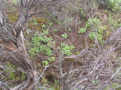 Eriogonum cernuum
