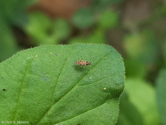 Miroidea