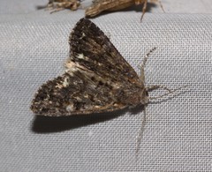 Melanchra pulverulenta