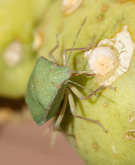 Chlorochroa opuntiae