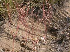Eriogonum cernuum