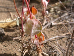 Eriogonum cernuum