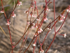 Eriogonum cernuum