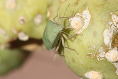 Chlorochroa opuntiae