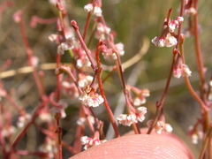 Eriogonum cernuum