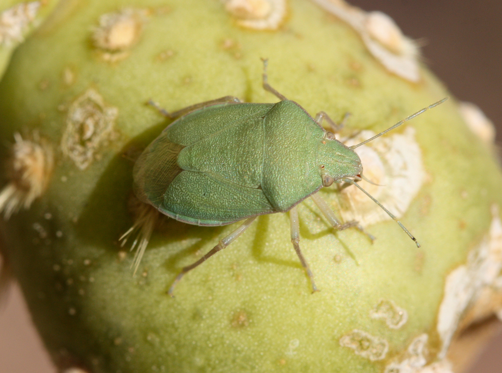 Chlorochroa opuntiae