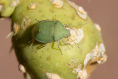 Chlorochroa opuntiae