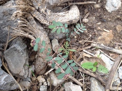 Euphorbia berteroana