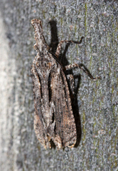 Amyclinae