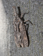 Amyclinae