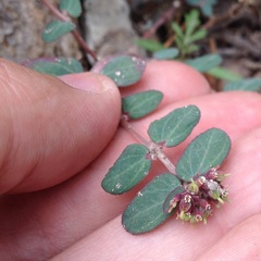 Euphorbia berteroana