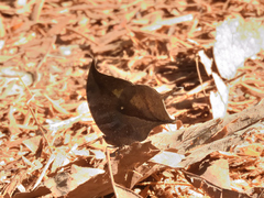 Consul electra electra