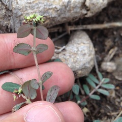 Euphorbia berteroana