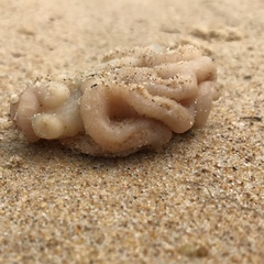 Sycozoa cerebriformis