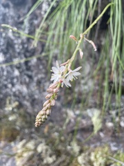 Trachyandra tabularis