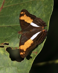 Adelpha boeotia
