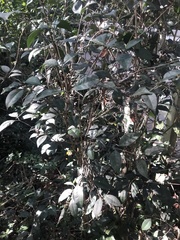 Chrysophyllum oliviforme