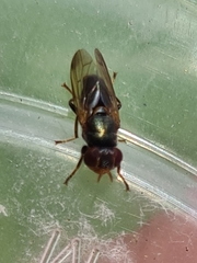 Duomyia