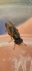 Duomyia
