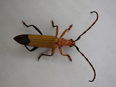 Stenoderus ostricilla