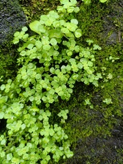 Pilea peploides major