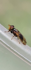 Duomyia