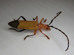 Stenoderus ostricilla