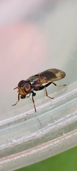 Duomyia