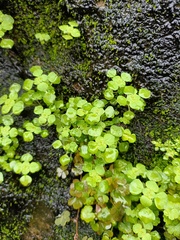 Pilea peploides major