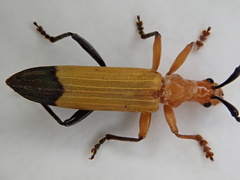 Stenoderus ostricilla