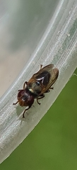 Duomyia