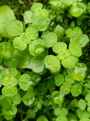 Pilea peploides major