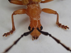 Stenoderus ostricilla