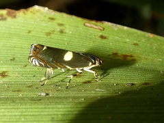 Hilarographa plectanodes