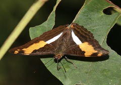 Adelpha boeotia