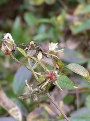 Clematis formosana