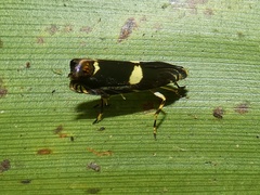 Hilarographa plectanodes