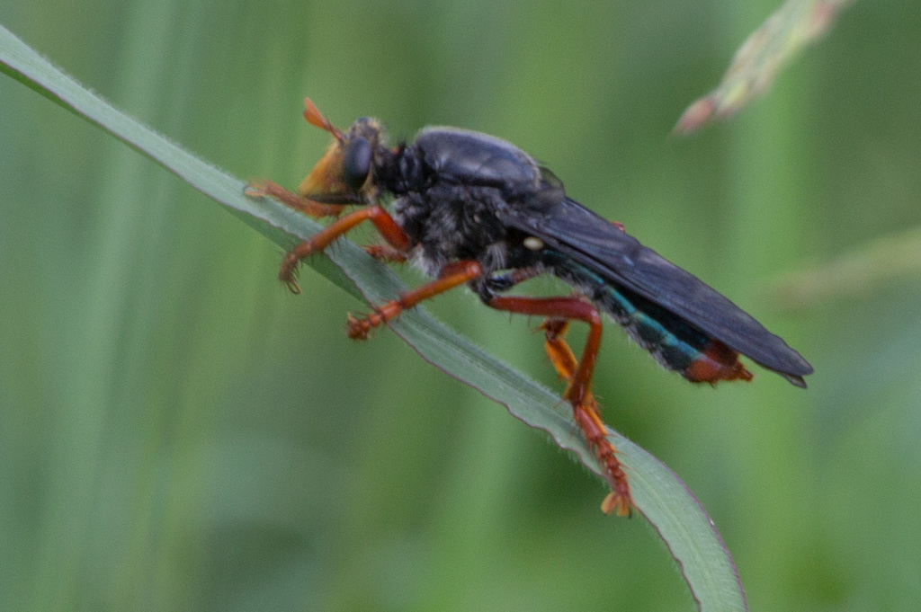 Proagonistes mystaceus