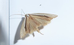 Orocrambus ramosellus