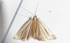 Orocrambus ramosellus