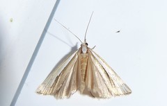 Orocrambus ramosellus