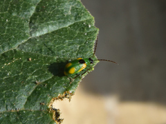 Diabrotica scutellata