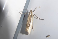 Orocrambus ramosellus