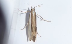 Orocrambus ramosellus