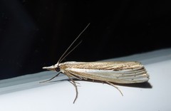 Orocrambus ramosellus