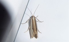 Orocrambus ramosellus