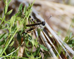 Macrotona australis