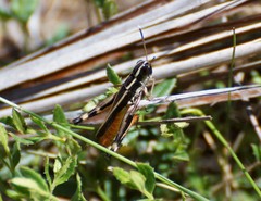 Macrotona australis